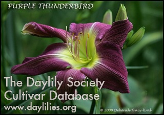 Purple Thunderbird AHS image