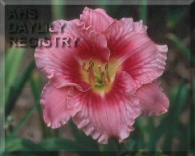 Raspberry Ice AHS image