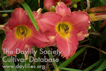 Ravishing Rosalie AHS image