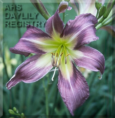 Regal Giant AHS image