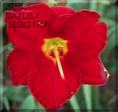 Regal Prairie Ruby AHS image