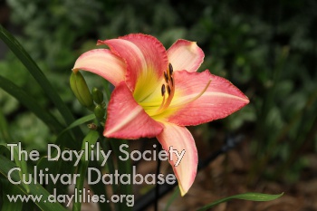 Remembering Rose AHS image