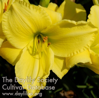 Resurrection Yellow AHS image