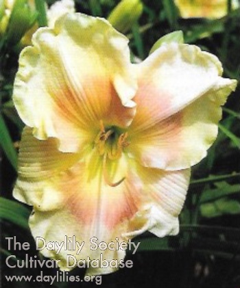 Richfield Posy AHS image