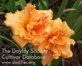 Rockydell's Carolyn