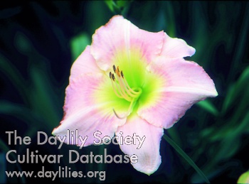 Romanesque Rose AHS image