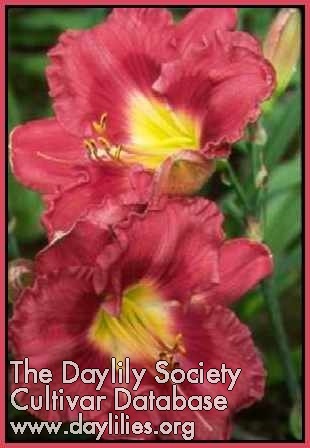 Rose Red Ruffles AHS image