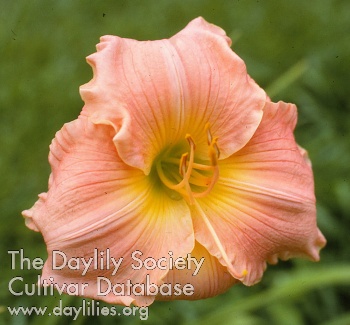 Rose Satinwood AHS image