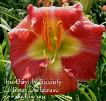 Rosy Encore AHS image