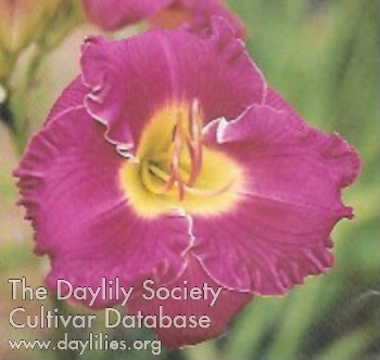 Rosy Raves AHS image
