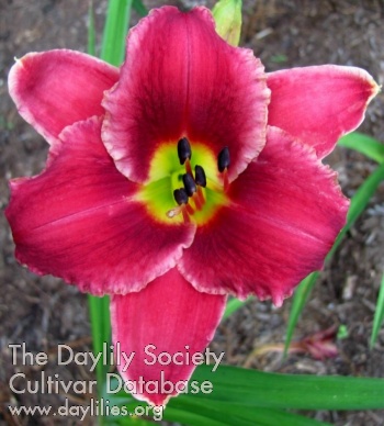 Rosy Scenario AHS image