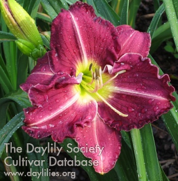 Royal Dawn AHS image