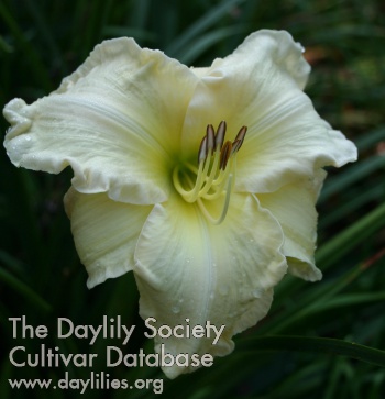 Royal Diana AHS image
