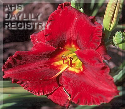Royal Prairie Ruby AHS image