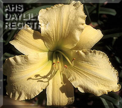 Ruffled Banana Peels AHS image