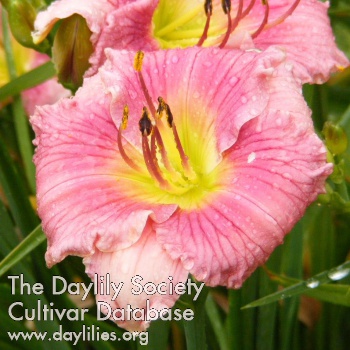 Ruffled Beauty AHS image