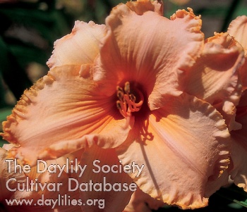 Ruffled Peach Parasol AHS image