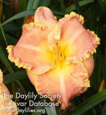 Rushing Delight AHS image