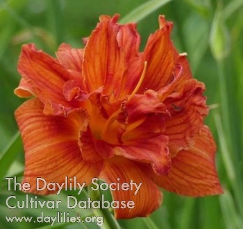 Sachsen Red Double