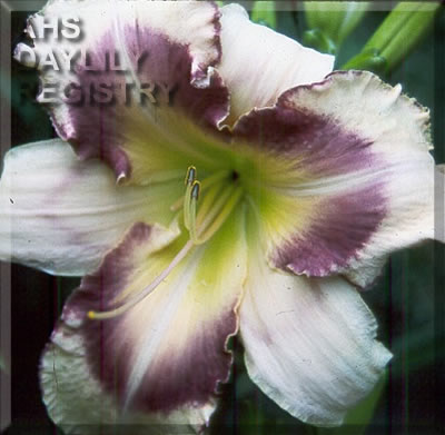 Sara Colligan AHS image