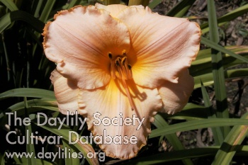 Satin Ruffles AHS image