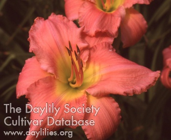 Savannah Duchess AHS image