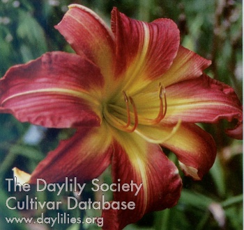 Scarlet Poly-Anna AHS image