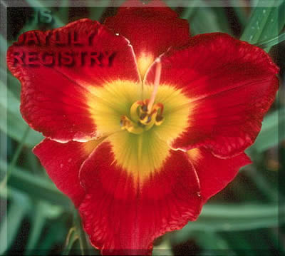 Scarlet Sunrise AHS image