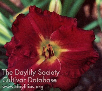 Sensation in Red AHS image
