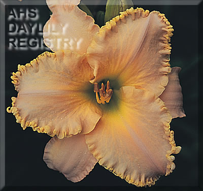 Serenity in Lace AHS image