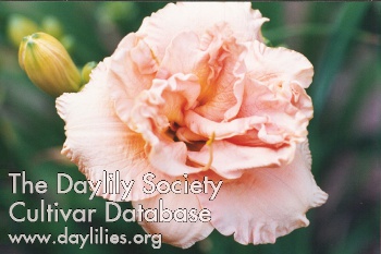 Siloam Cooper's Chantilly AHS image