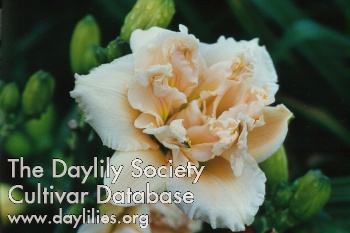 Siloam Darrel's Double AHS image