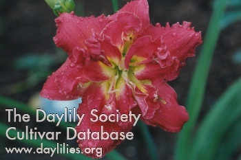Siloam Double Sensation AHS image