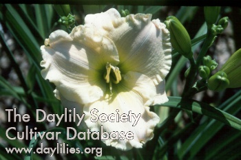 Siloam Fairy Ruffles AHS image
