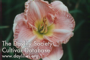 Siloam Jim Hays AHS image