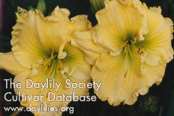 Siloam Melvin's Yellow AHS image