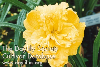 Siloam Perry Dyer AHS image