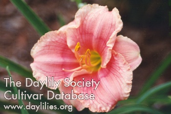 Siloam Rose Silk AHS image