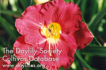 Siloam Ruby Red AHS image