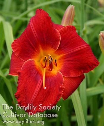 Sizzle AHS image