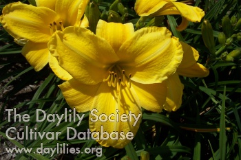 Skylerbella AHS image