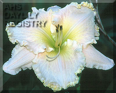 Snowy Peacock AHS image