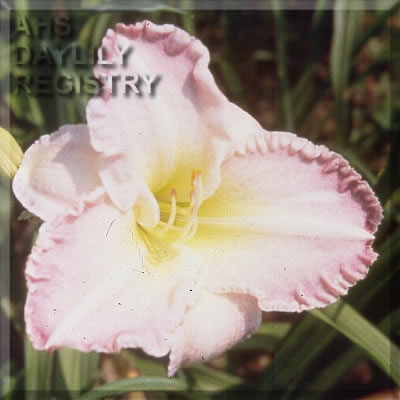 Sorority Beauty AHS image