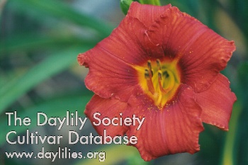 Southern Summer AHS image