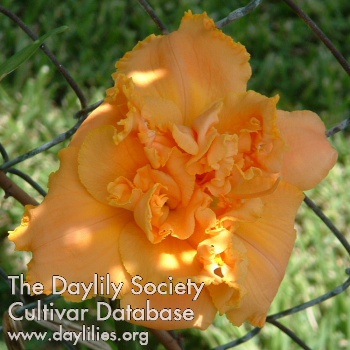 Spacecoast Sensation AHS image