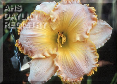 Sparkling Champagne AHS image