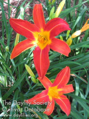 Spiderette AHS image
