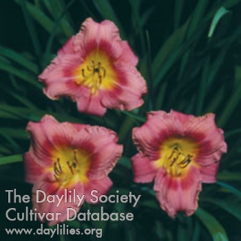 Springtime Princess AHS image