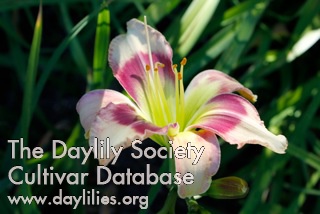 Squash Blossom AHS image
