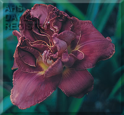 Stormy Affair AHS image